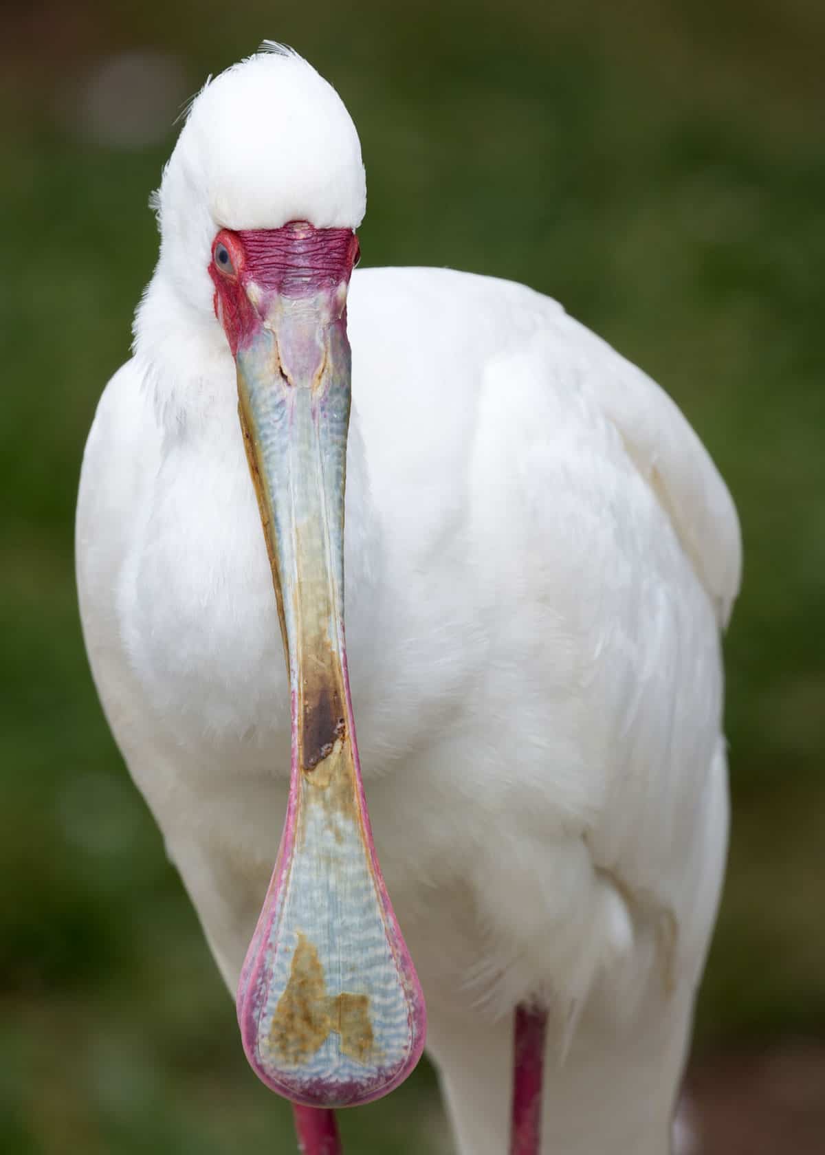 African spoonbill facts