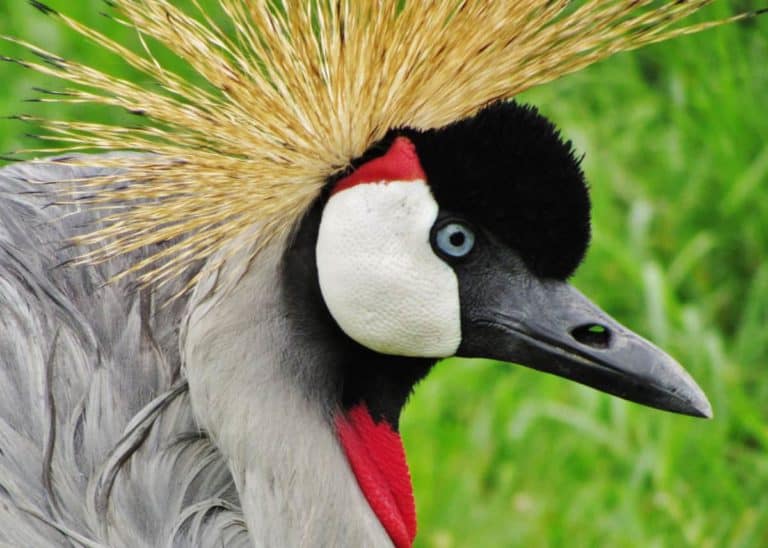 16 Facts About Crested Crane of Uganda, Africa: (Balearica regulorum gibbericeps)