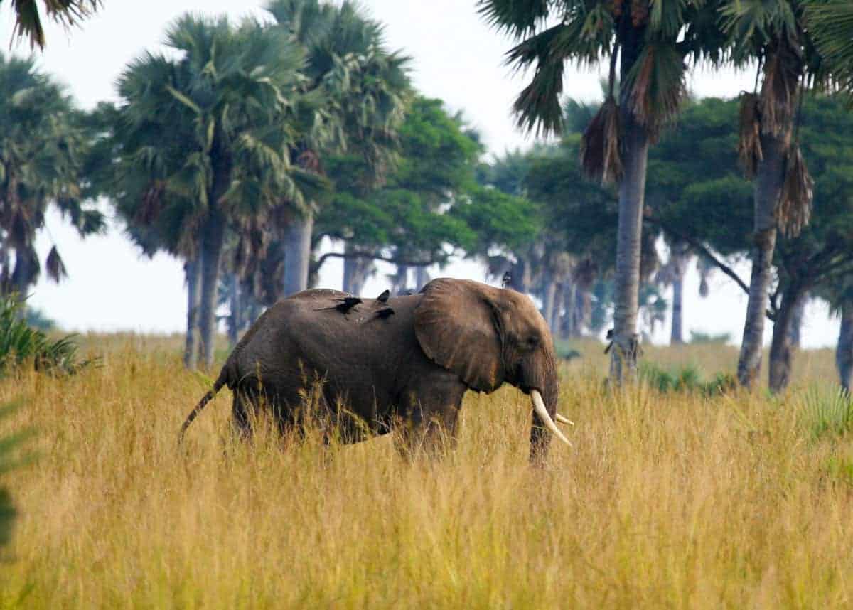 Elephant in Uganda animal