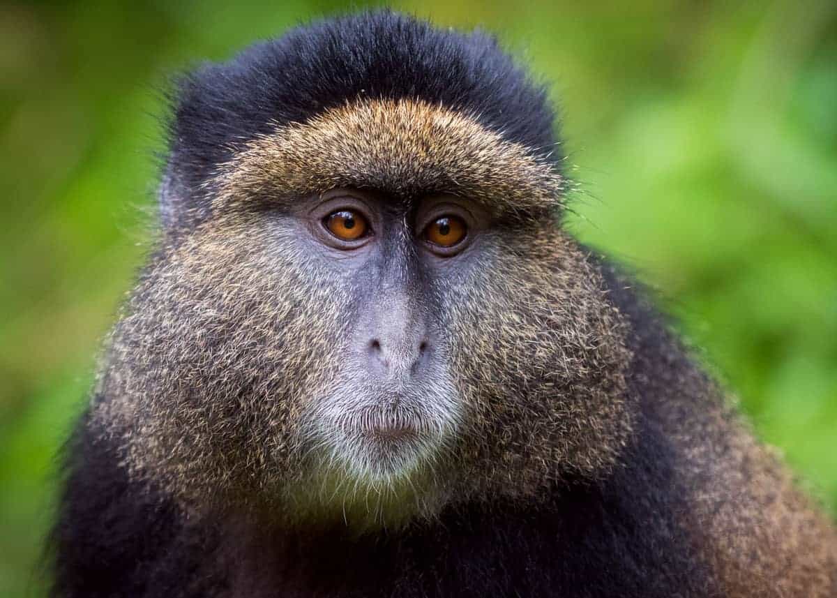 Golden monkey facts