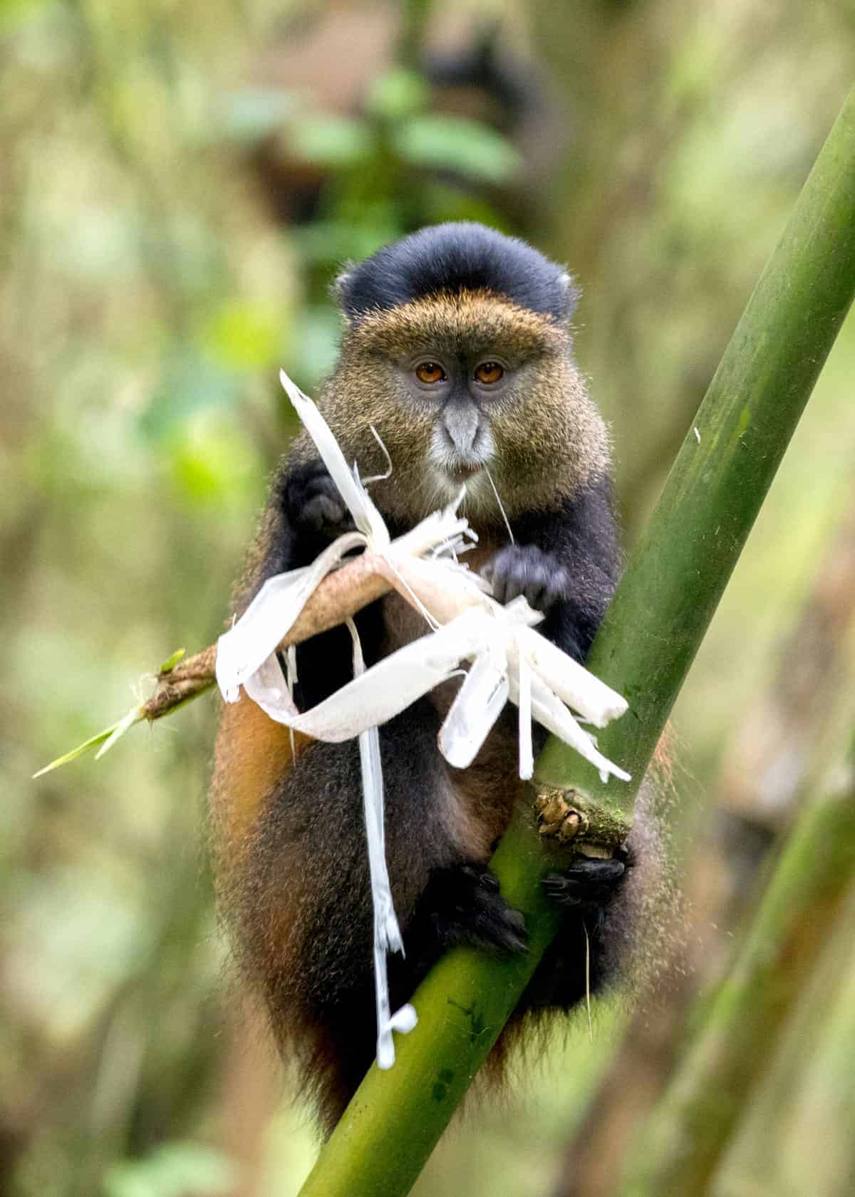 Golden monkey Uganda