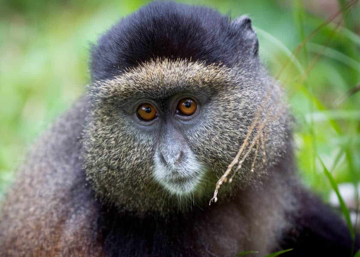 12 Facts About the Golden Monkey of Central Africa (Cercopithecus kandti) |  Storyteller Travel