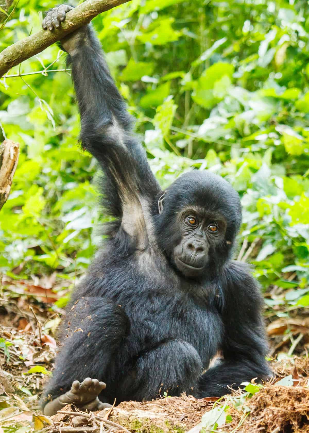 Gorilla safaris in Uganda