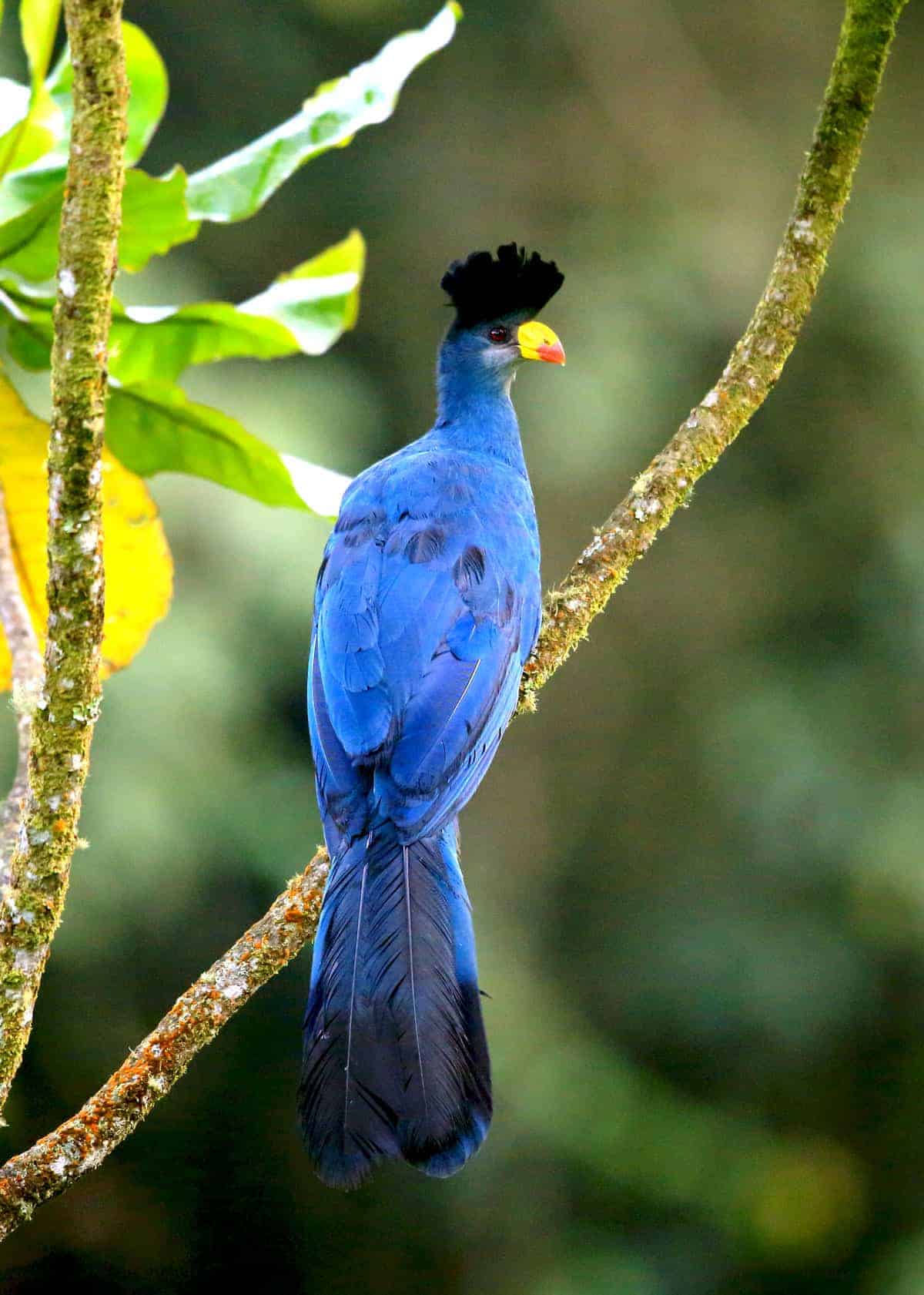 Great blue turaco facts