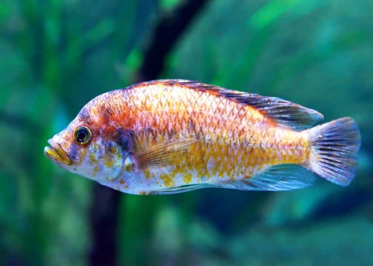9 Fascinating Facts About Lake Victoria Cichlids (Uganda): 45 Species List