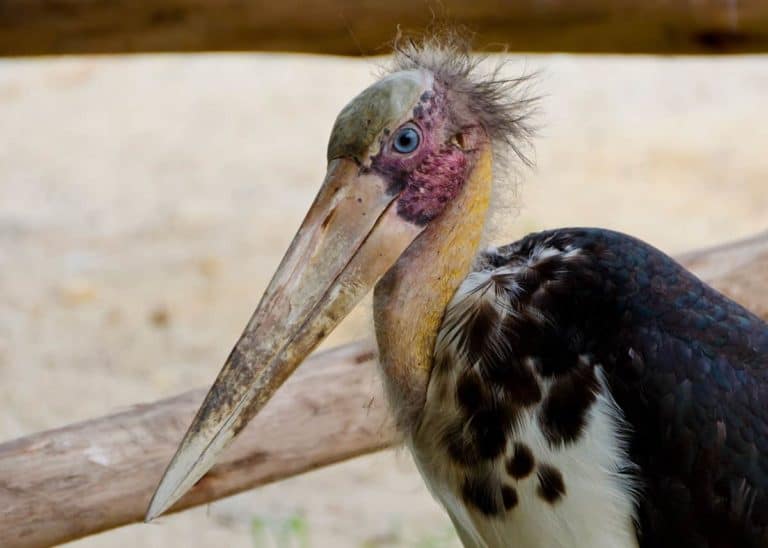 15 Ugly Facts About Africa’s Marabou Stork (Leptoptilos crumeniferus)
