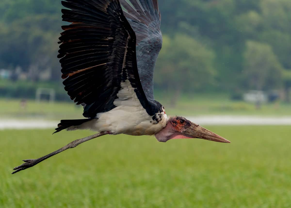 Marabou stork and bee
