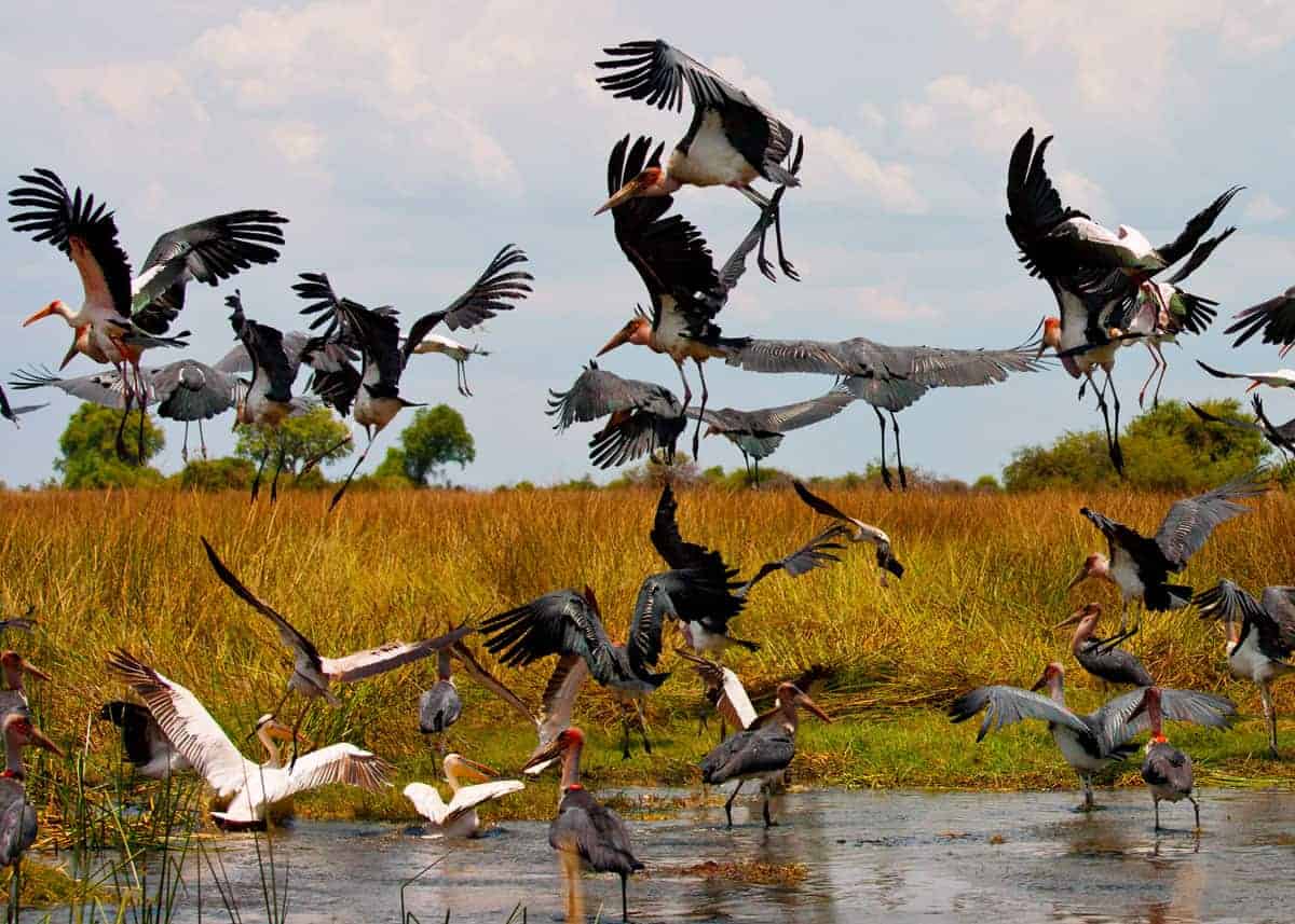 Marabou stork Uganda