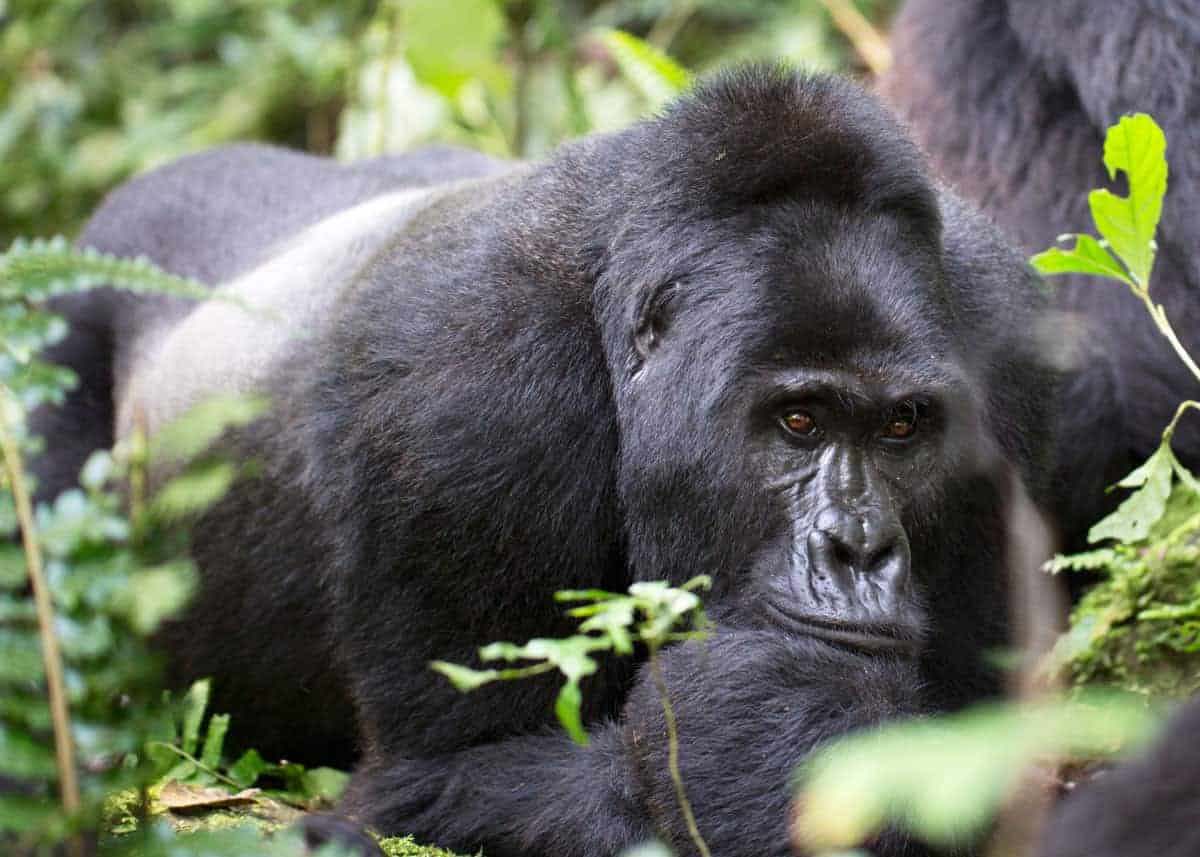 Silverback gorilla facts