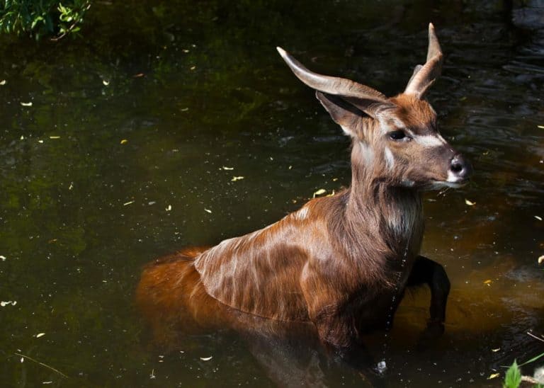 20 Facts About Sitatunga: Africa’s Swamp-Dwelling Antelope