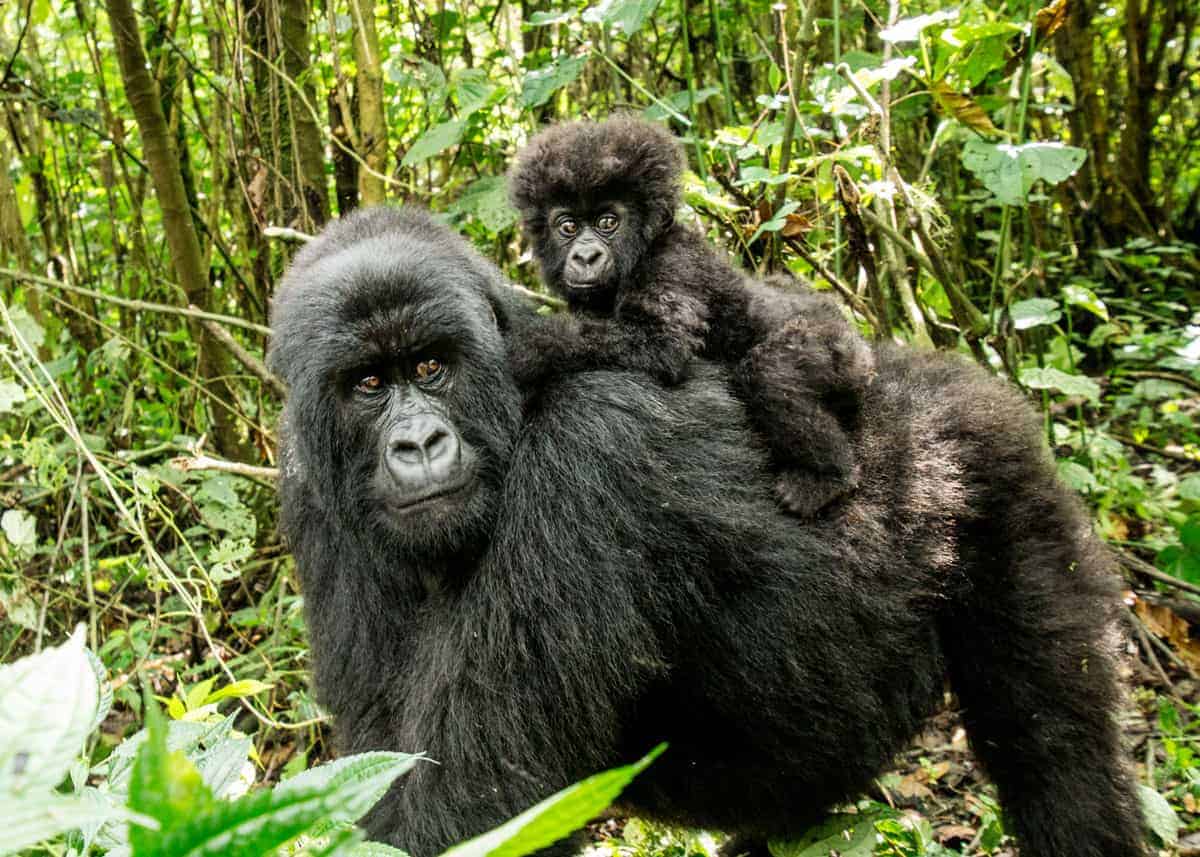 Uganda gorillas