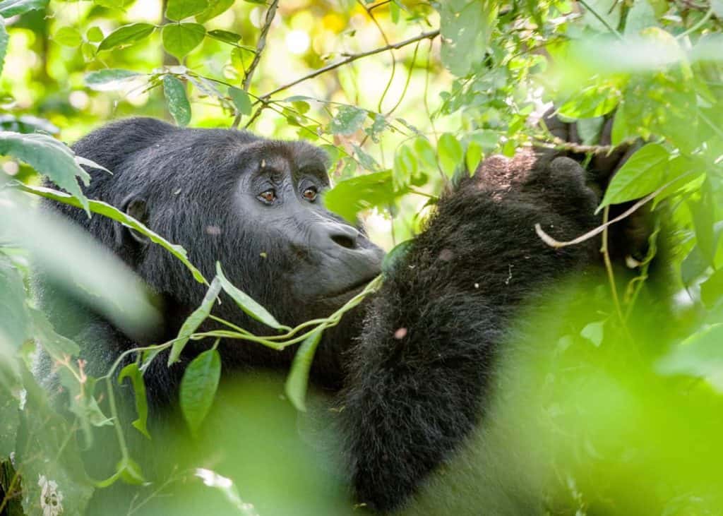 Uganda mountain gorilla facts