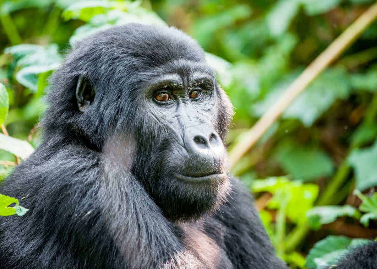 Uganda mountain gorilla