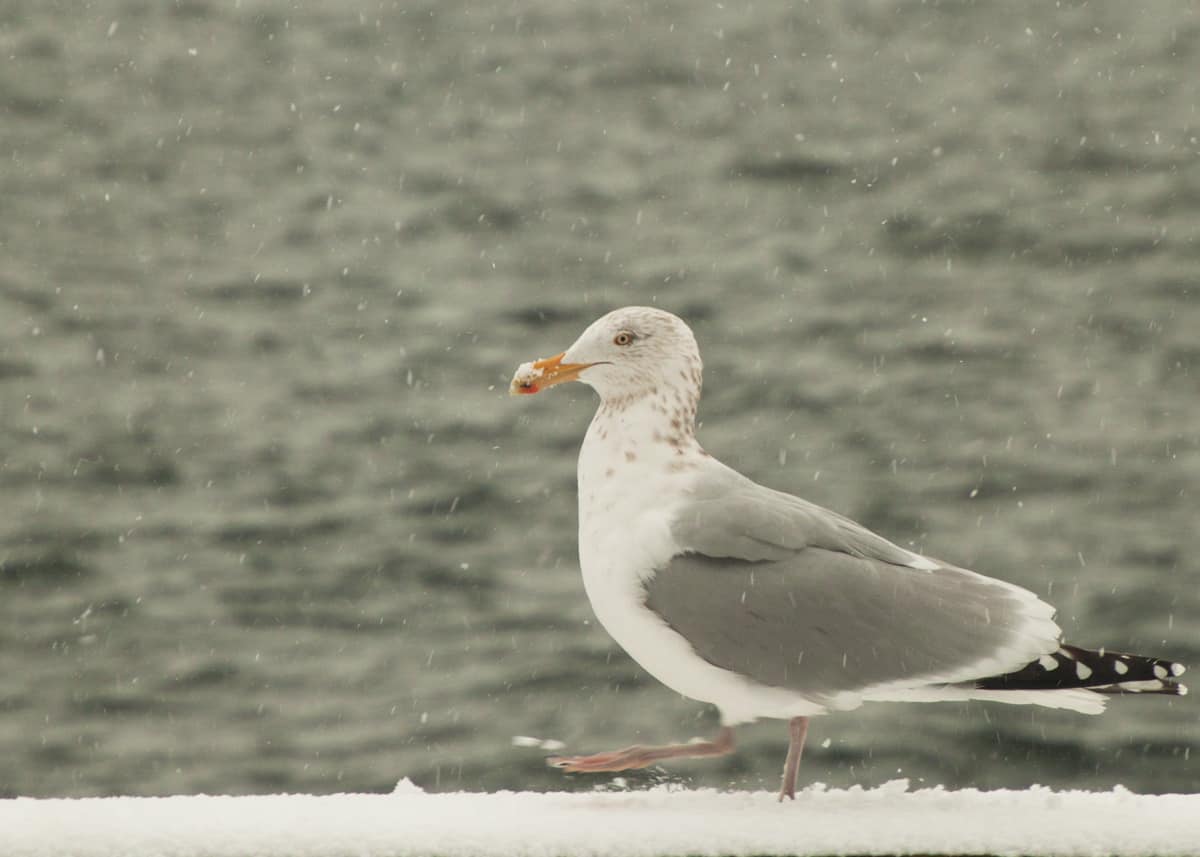 Seagull, Halifax Nova Scotia