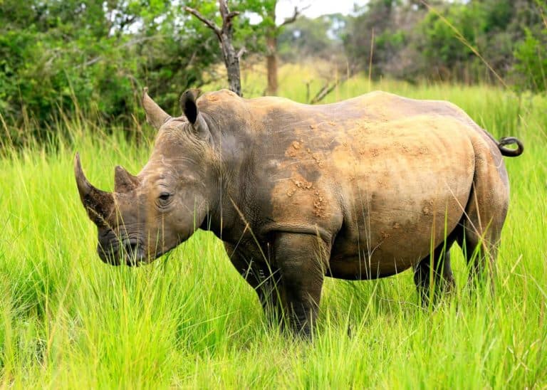 14 White Rhinoceros Facts: Southern and Northern (Ceratotherium simum simum)