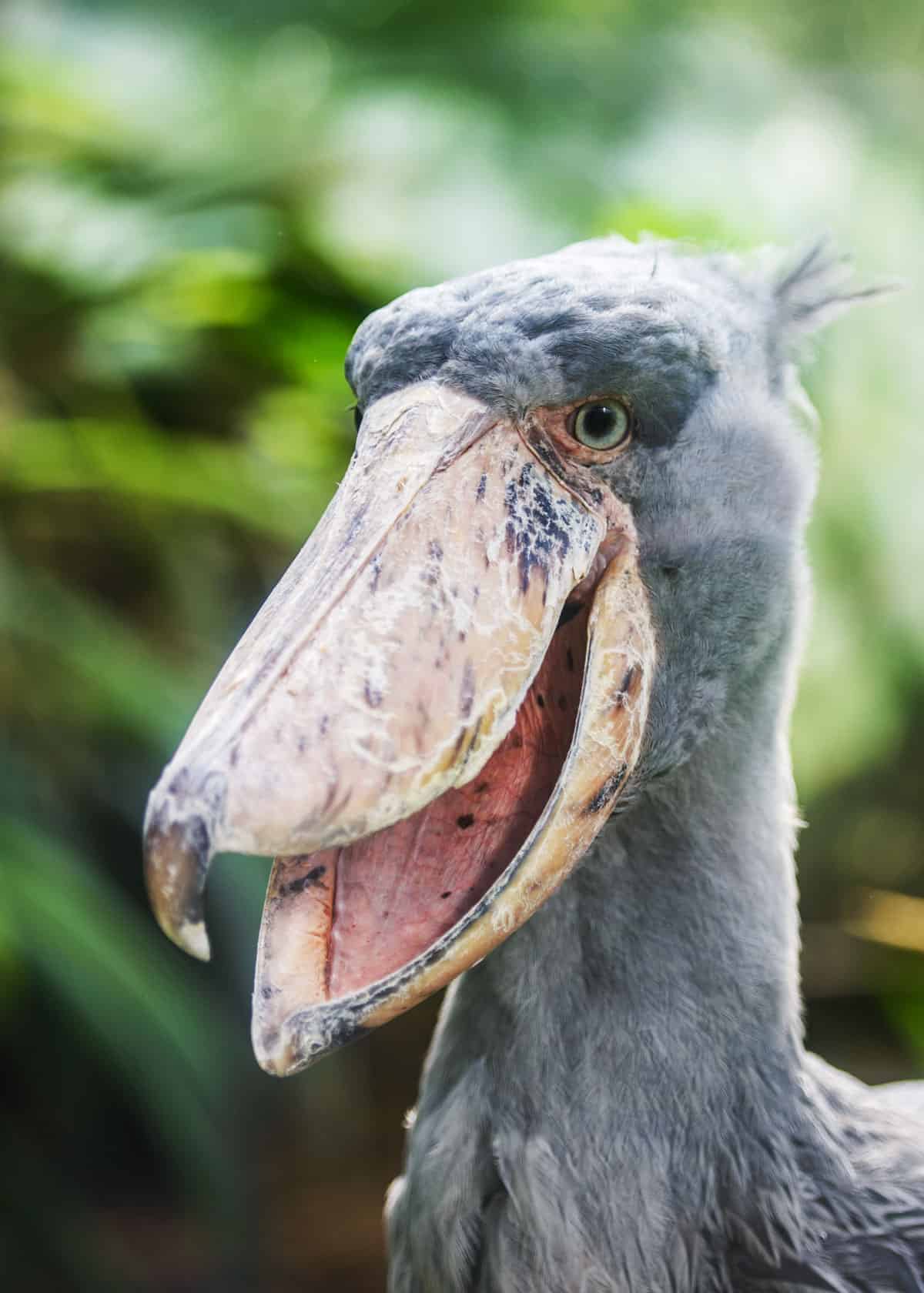 African shoebill stork