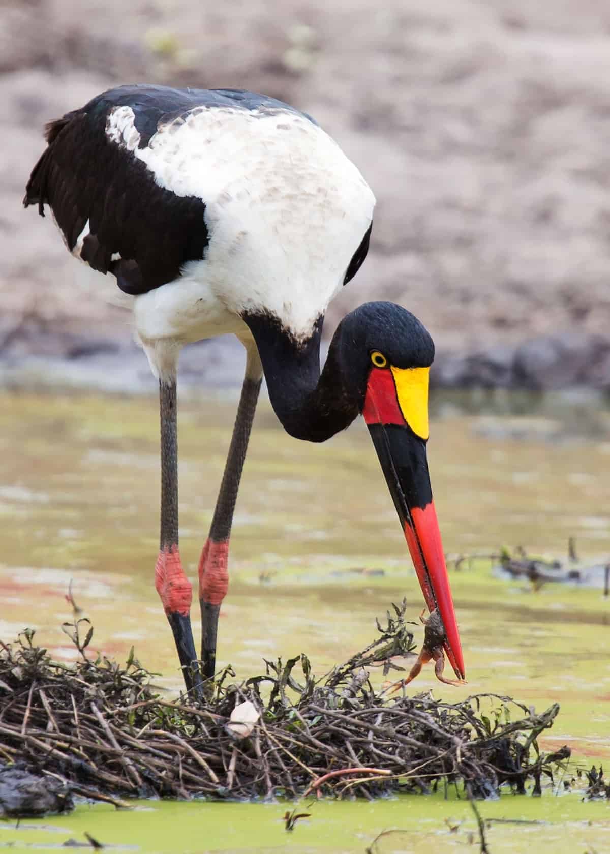 Saddle-billed stork facts