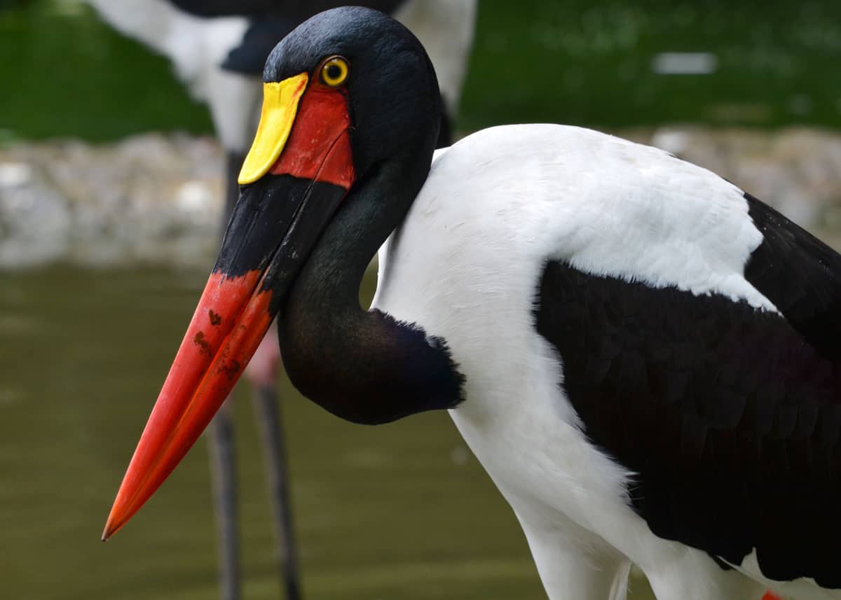 Saddle-billed stork female