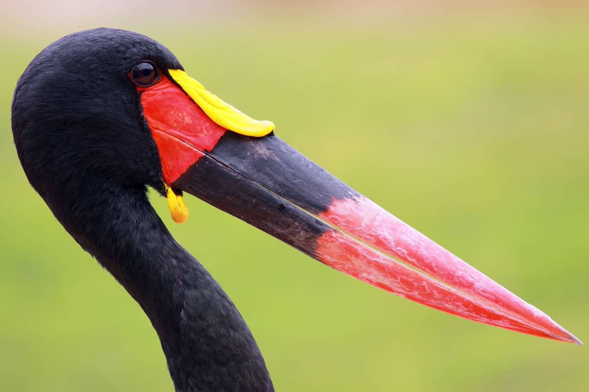 Saddle-billed stork profile