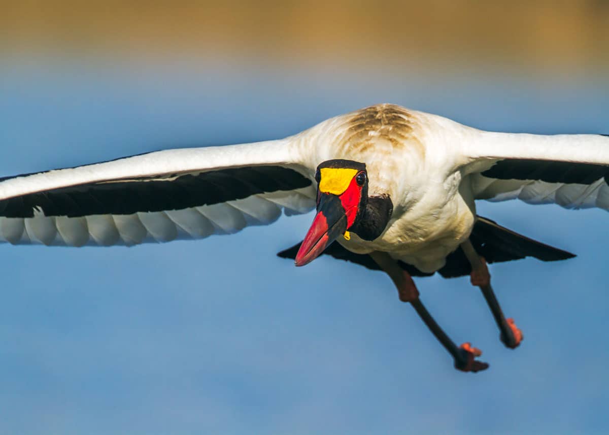 Saddle-billed stork in flight
