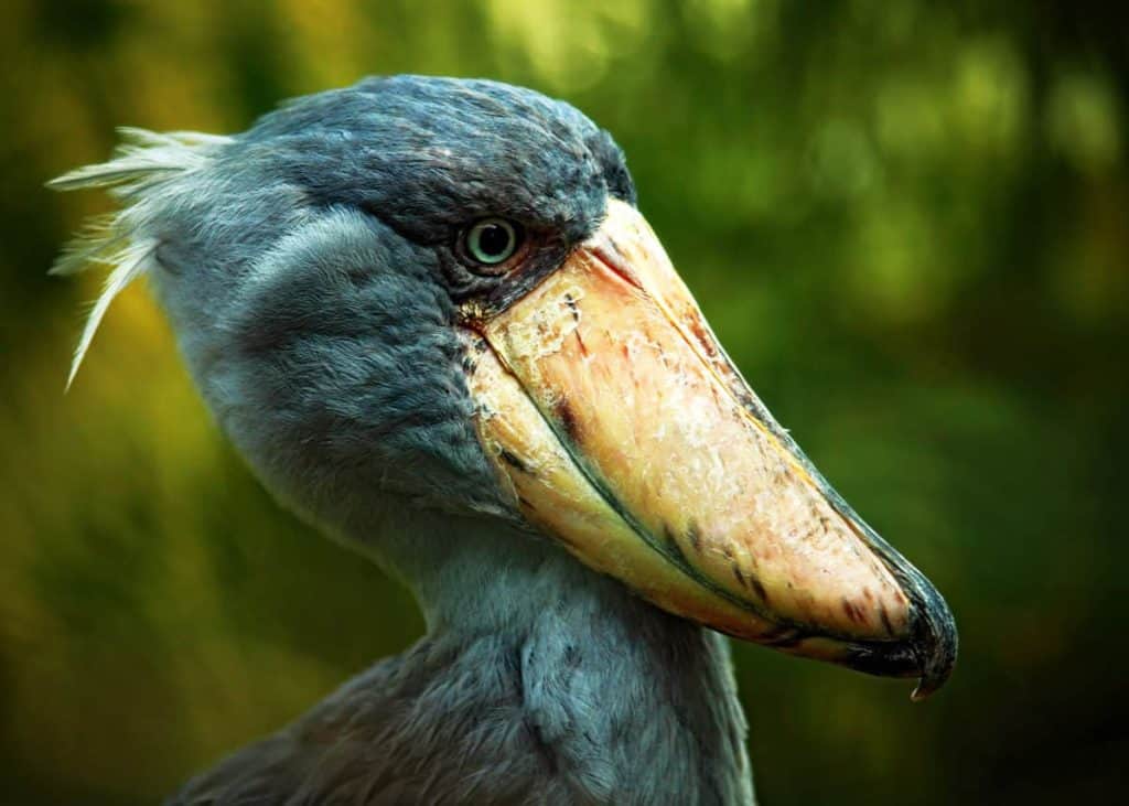 Shoebill Stork facts
