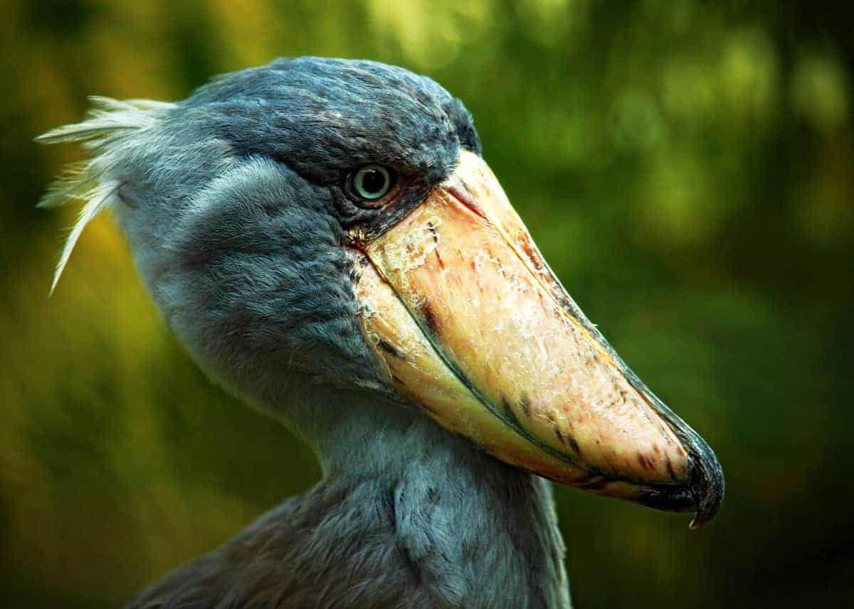 shoebill stork height