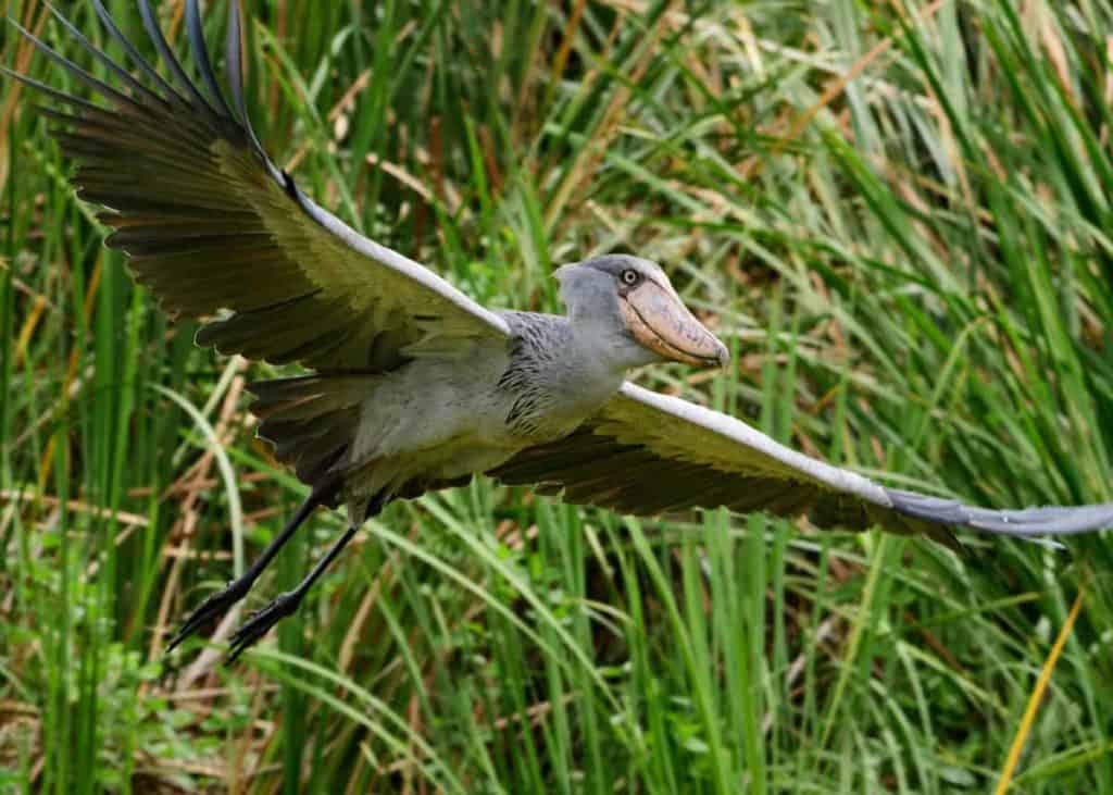 Shoebill stork flying