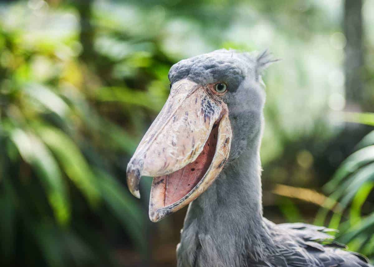 shoebill stork eating alligator