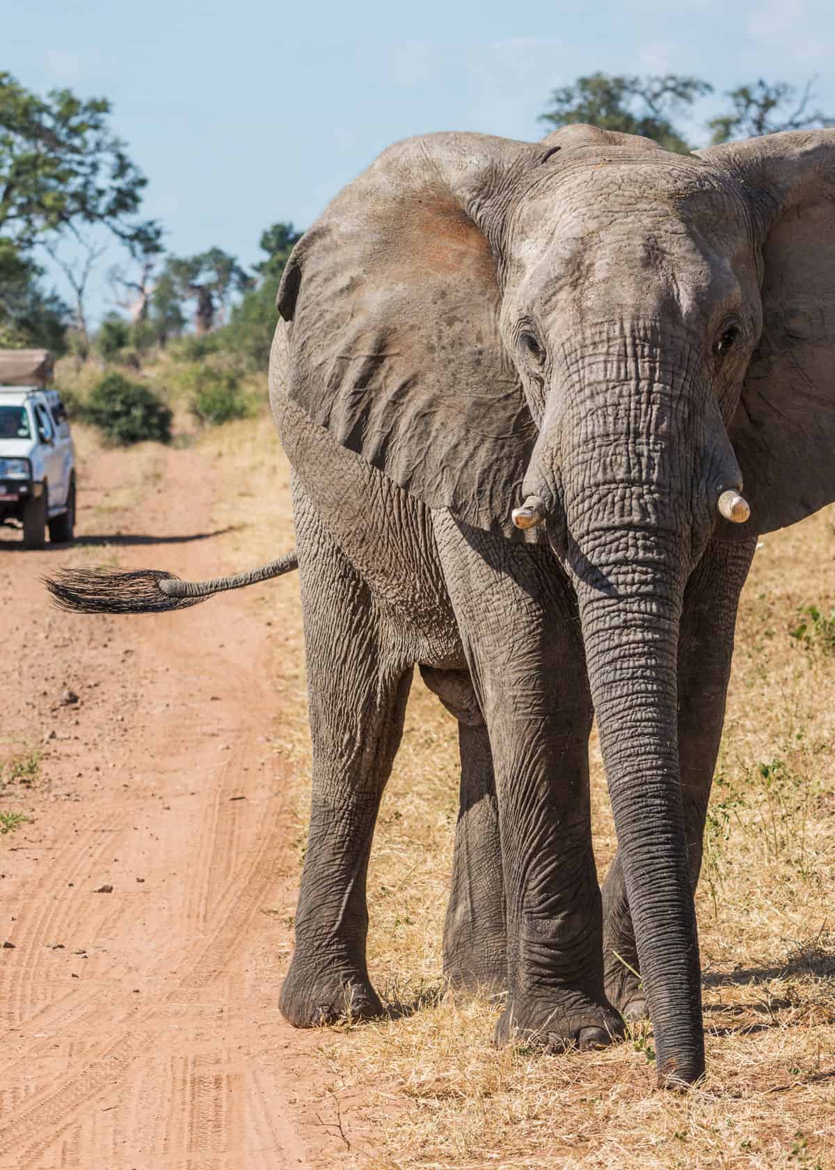 Shooting on an African safari