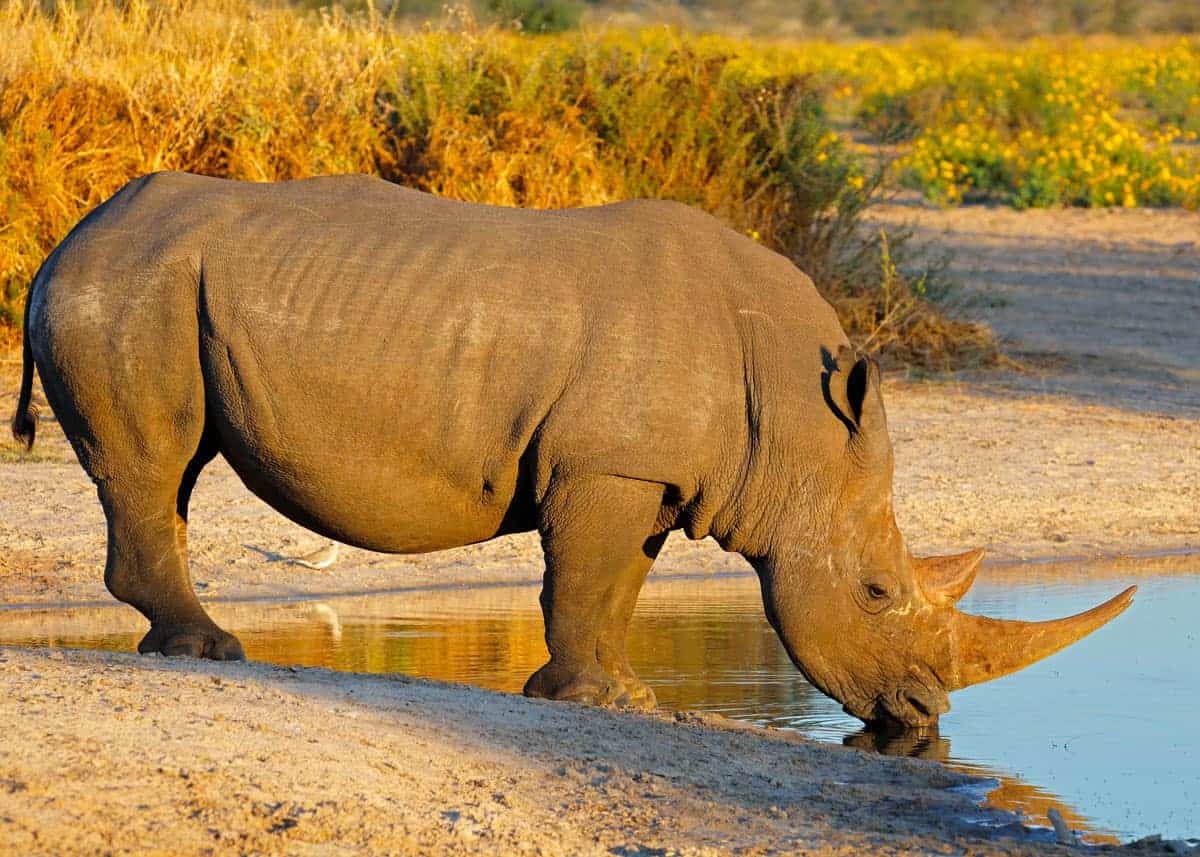 White rhinoceros Uganda