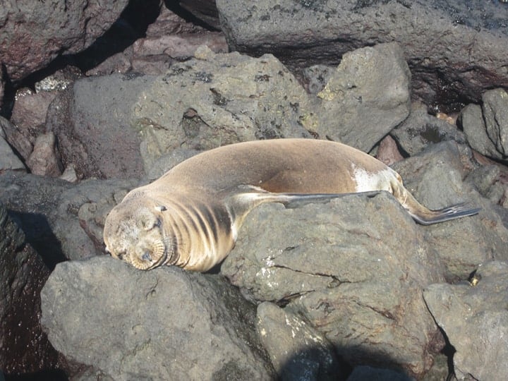 lazy-sea-lion