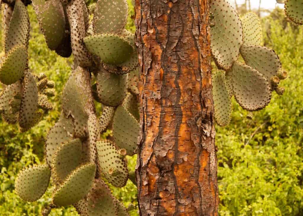Cactus (Opuntias) Tortuga Bay Galapagos