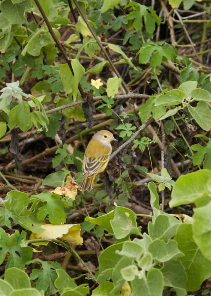 Galapagos Yellow Warbler Tortuga Bay