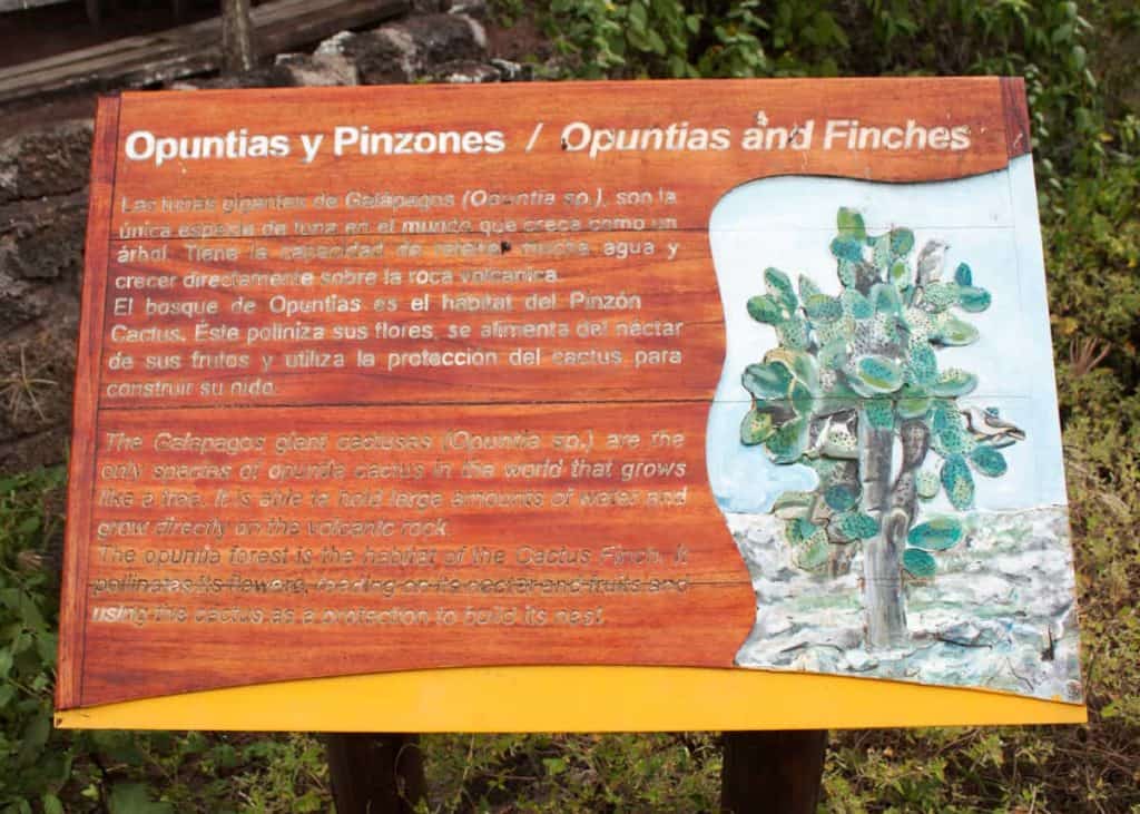 Opuntias Cactus sign at Tortuga Bay Galapagos