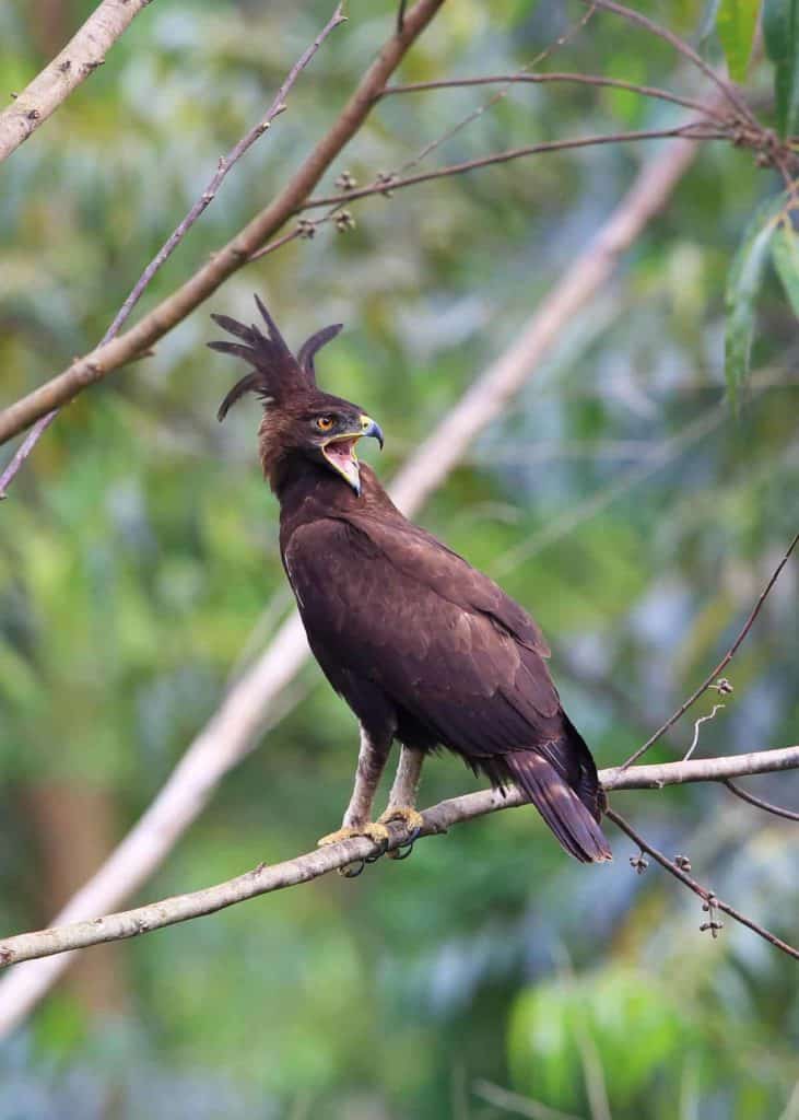 Long crested eagle in Uganda