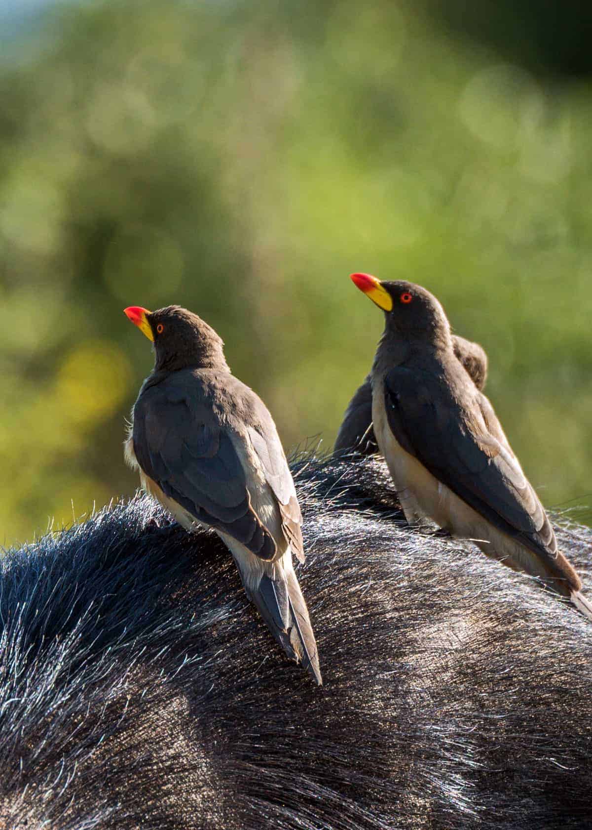 Uganda birds