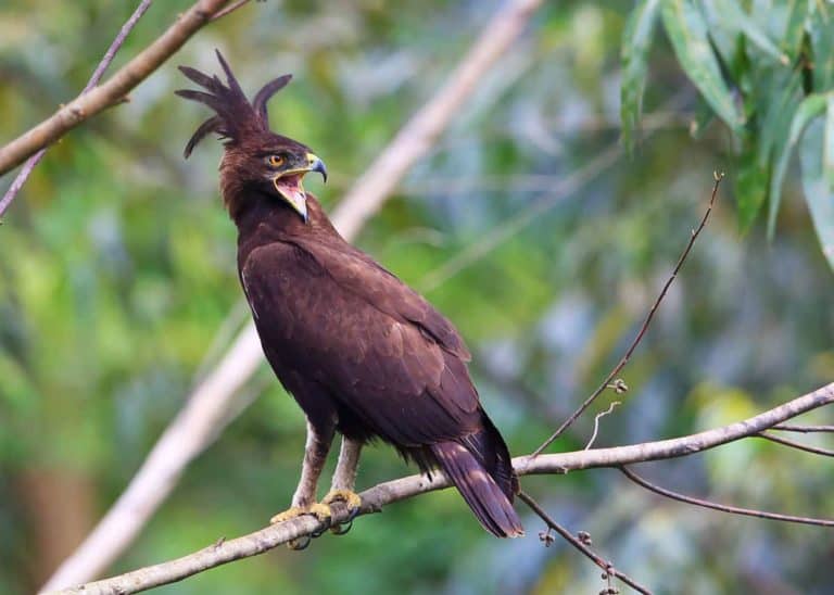 18 Birds of Uganda: Birding in the Pearl of Africa (8 Top Birding Sites)