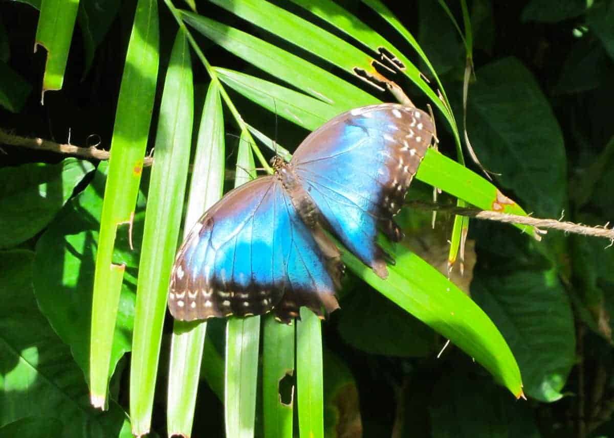 Morpho Butterfly Insect Facts - A-Z Animals