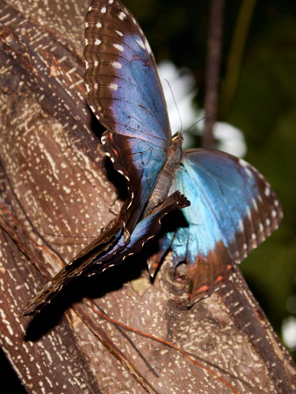 Blue morpho butterfly mating