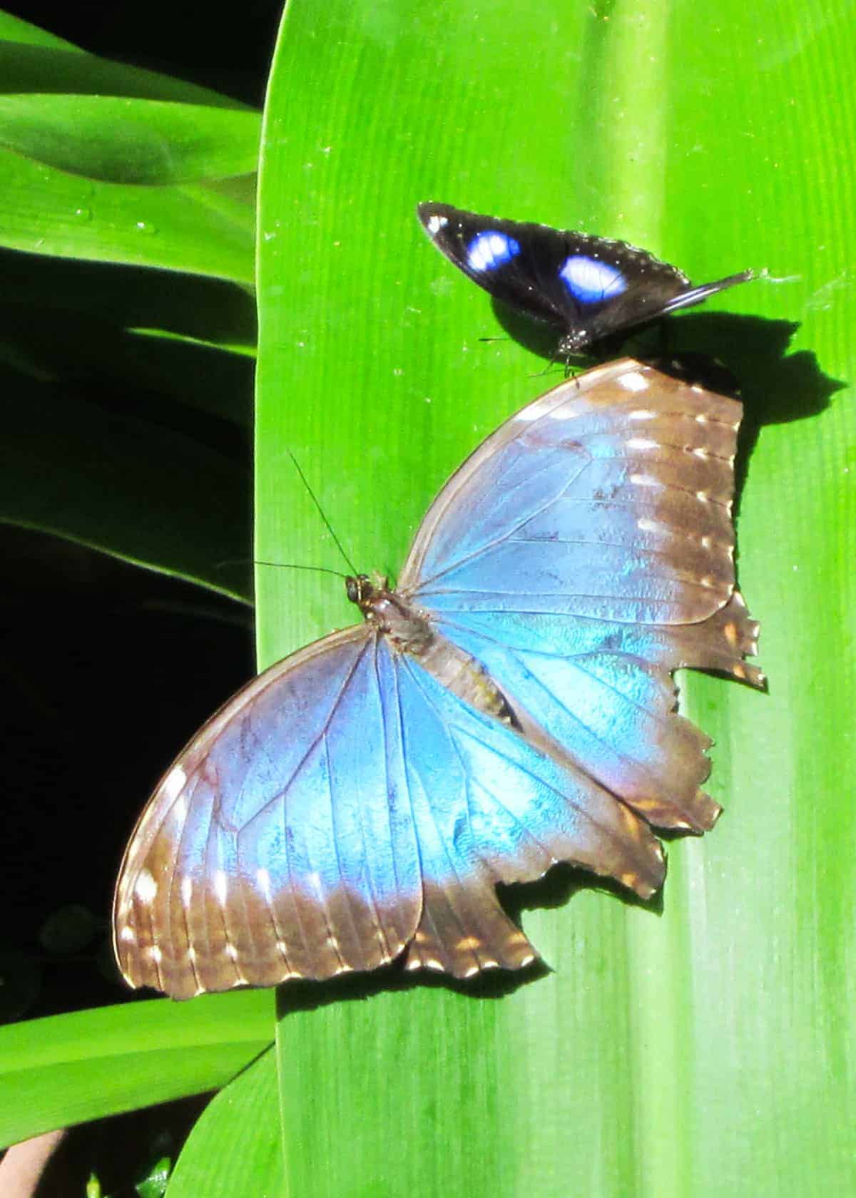 Blue morpho butterfly Ecuador