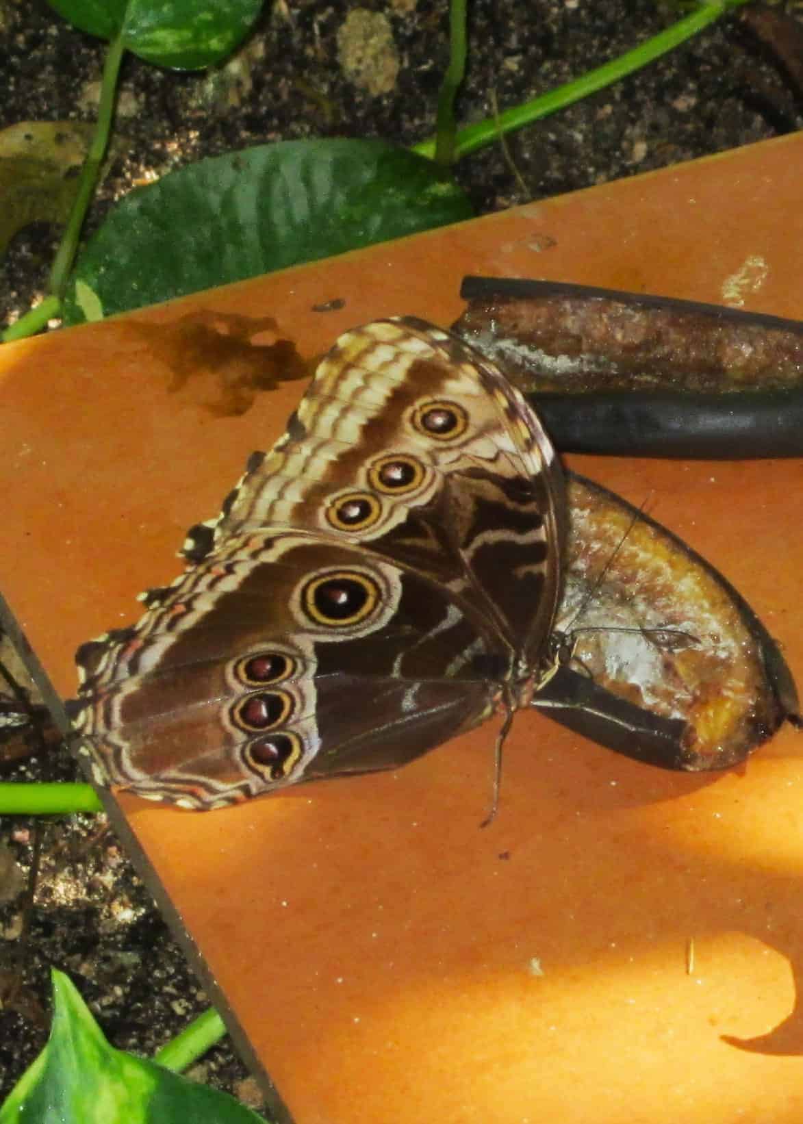 Blue morpho butterfly feeding
