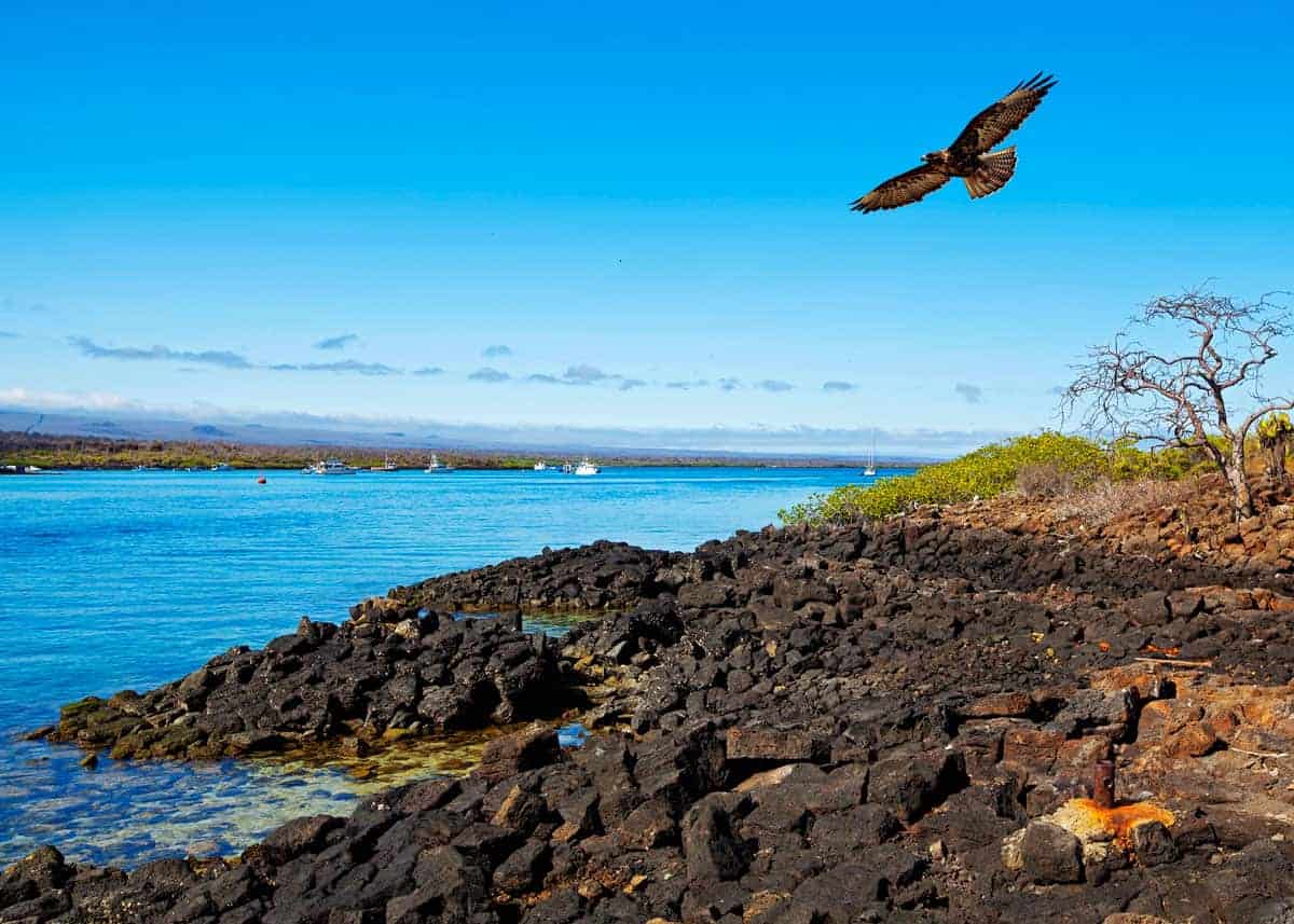 Galapagos hawk