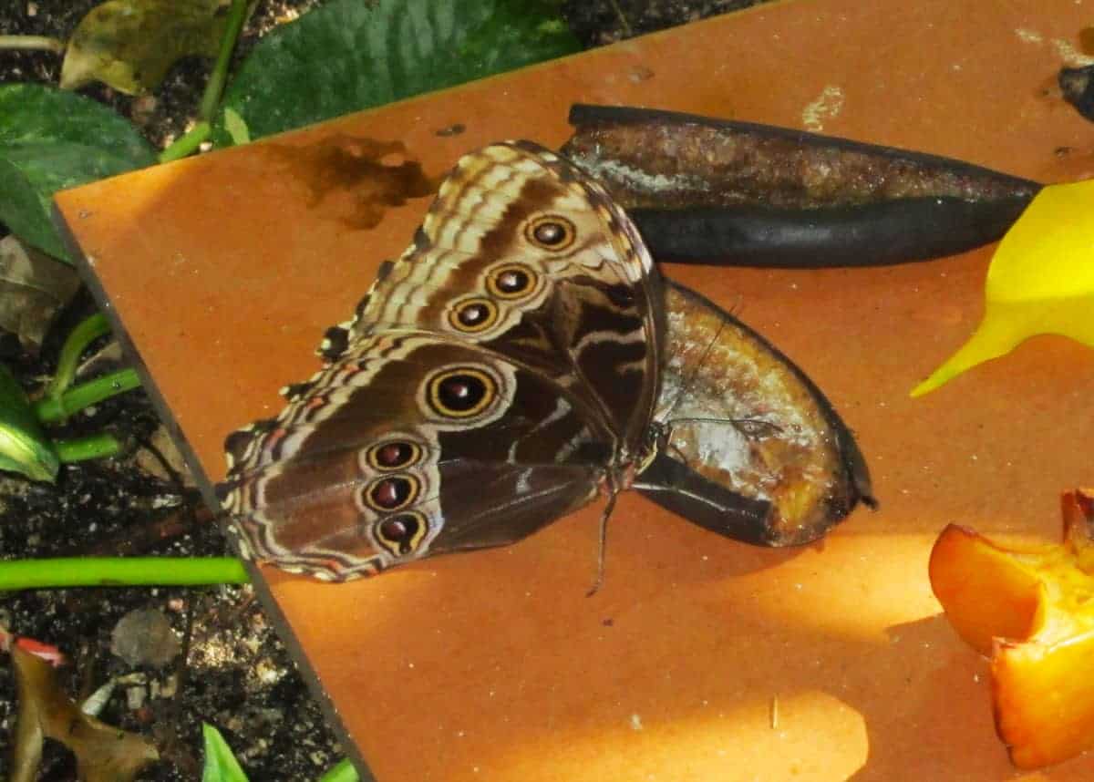 Outside pattern blue morpho butterfly
