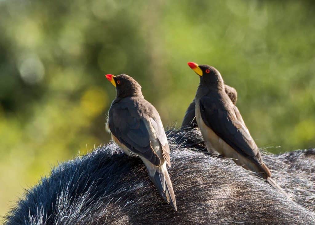 Yellow billed oxpeckers