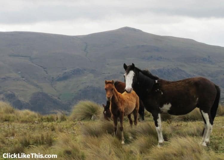 loving photography wild horses ecuador