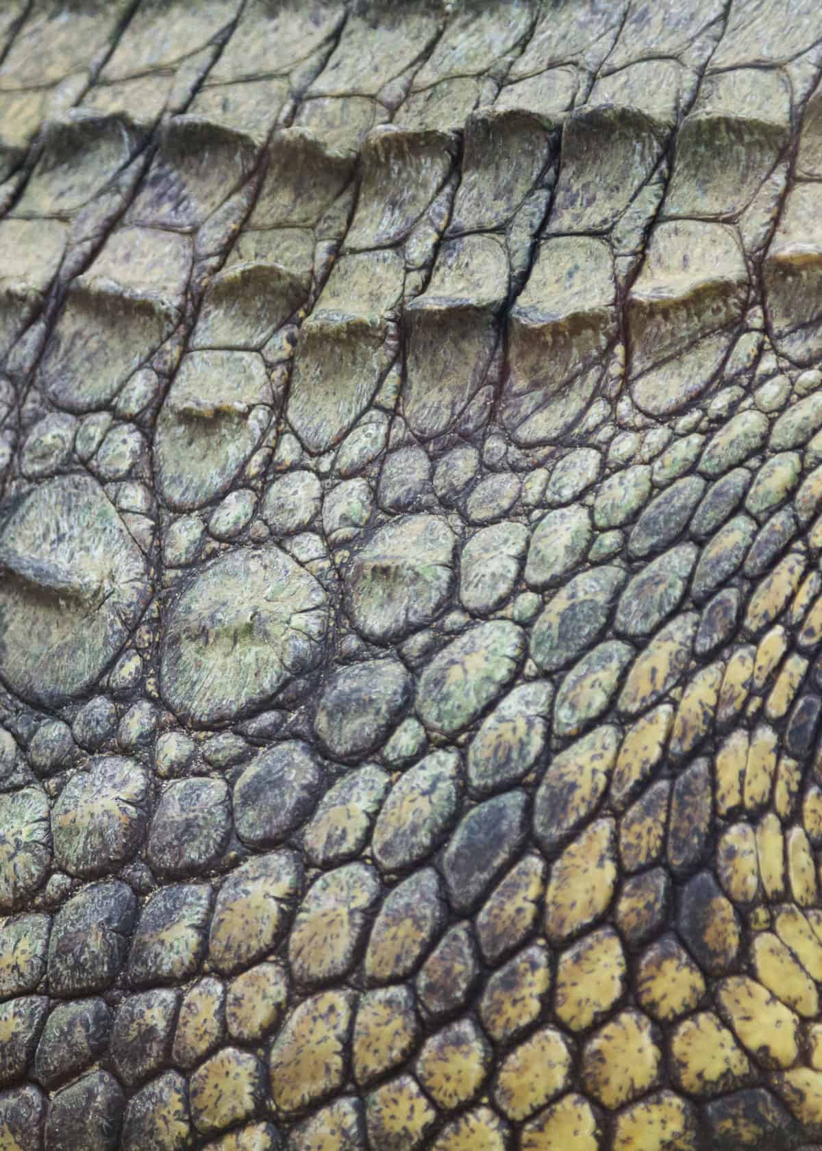 Crocodylus niloticus skin pattern