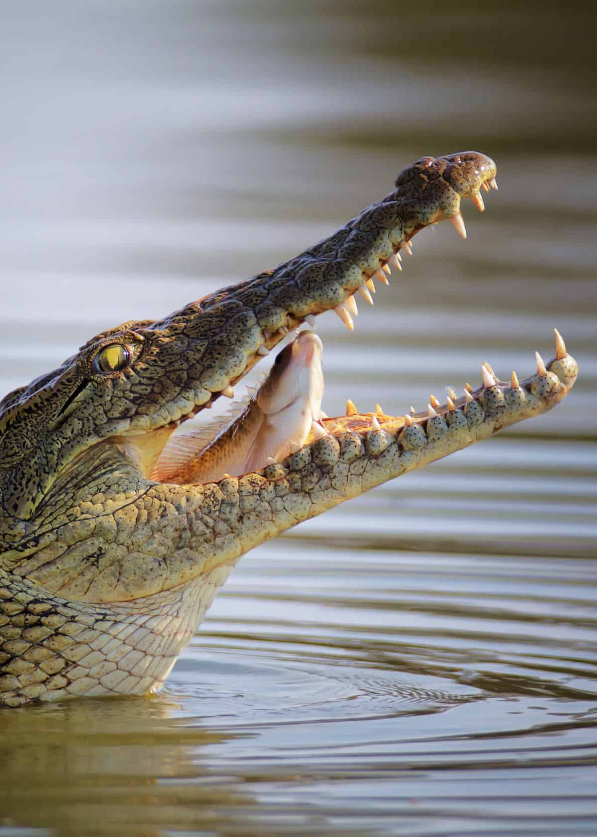 Crocodylus niloticus feeding