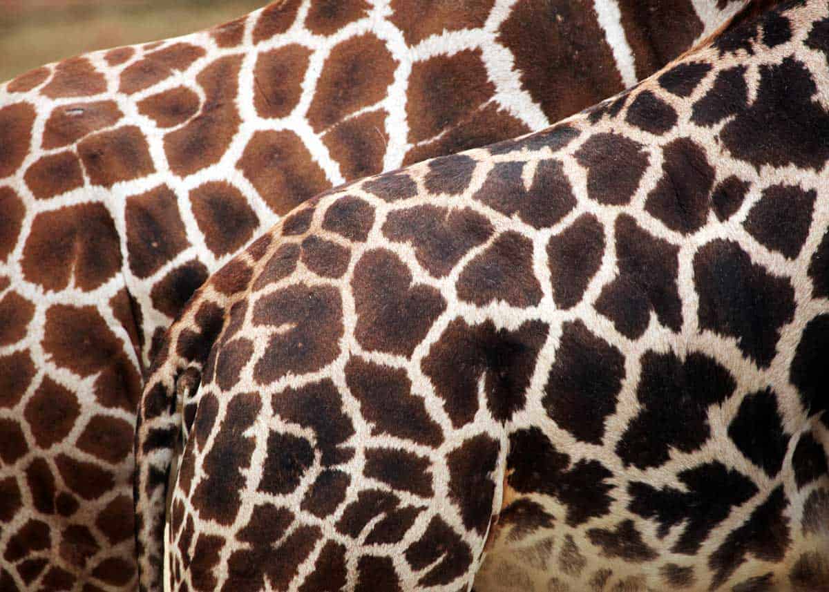 Giraffa camelopardalis rothschildi pattern