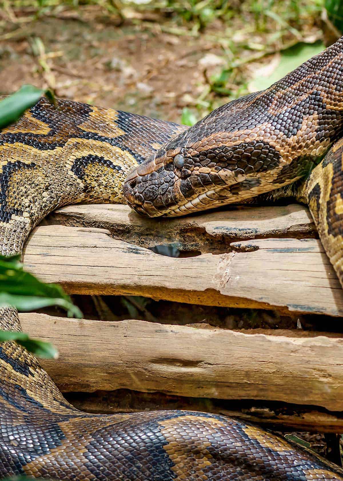 Python sebae Africa's Largest Snake