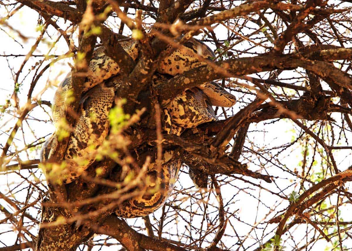 Python sebae in tree in Uganda